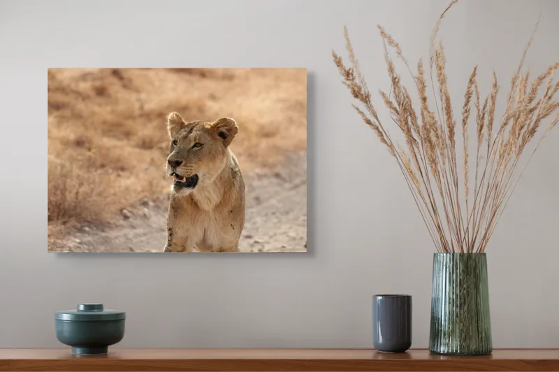 Tablou Canvas, "Leoaica în savana africană pășind agale", 54 x 39 cm – poza 4