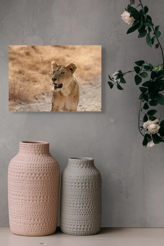 Tablou Canvas, "Leoaica în savana africană pășind agale", 54 x 39 cm – poza 8