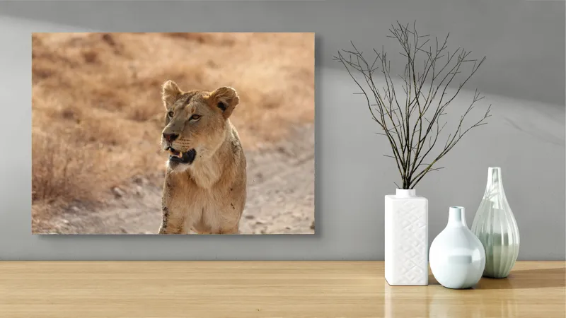 Tablou Canvas, "Leoaica în savana africană pășind agale", 70 x 50 cm – poza 3