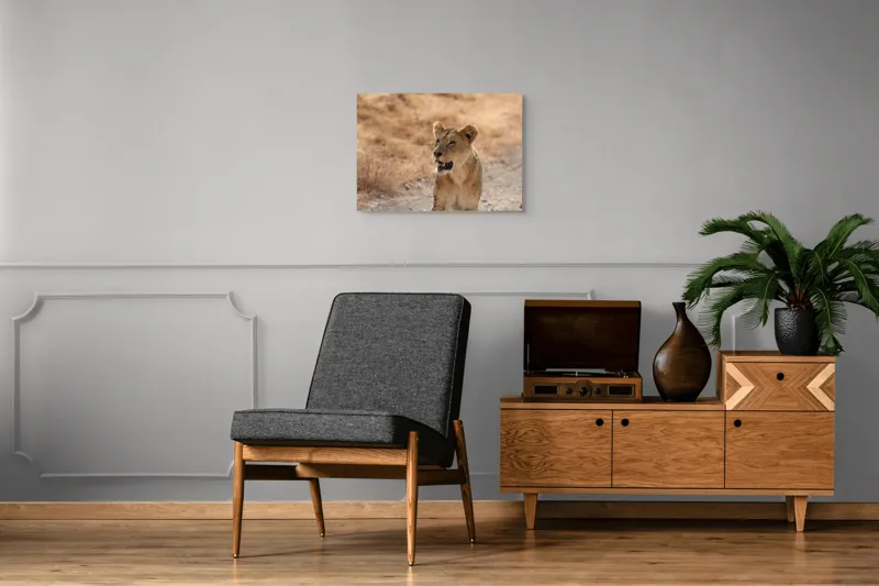 Tablou Canvas, "Leoaica în savana africană pășind agale", 70 x 50 cm – poza 4