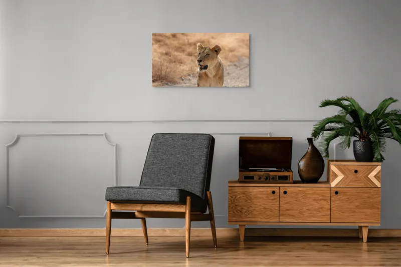 Tablou Canvas, "Leoaica în savana africană pășind agale", 90 x 50 cm – poza 6