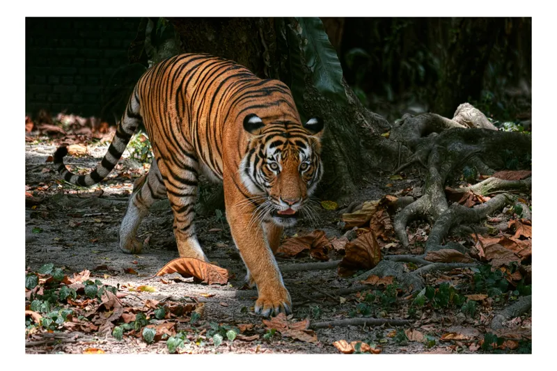 Tablou Canvas, "Tigru pășind prin frunziș auriu", Majestic, Stealthy, Powerful, Striped, Intense, 39 x 26 cm