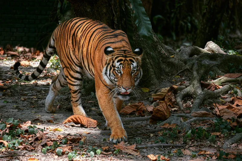 Tablou Canvas, "Tigru pășind prin frunziș auriu", Majestic, Stealthy, Powerful, Striped, Intense, 150 x 100 cm – poza 2