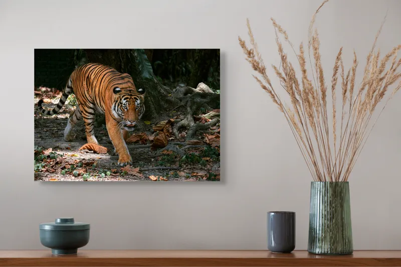 Tablou Canvas, "Tigru pășind prin frunziș auriu", Majestic, Stealthy, Powerful, Striped, Intense, 54 x 39 cm – poza 4