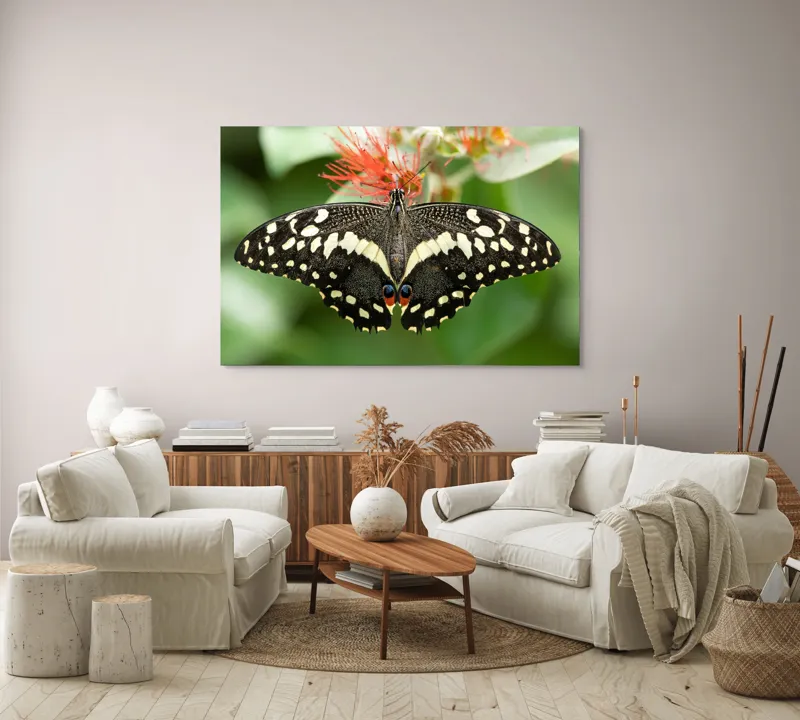 Tablou Canvas, "Fluturele contrastelor vii pe floare", Fluture, Aripi, Pestriț, Nectar, Natură, Delicatețe, Culori, Simetrie, 150 x 100 cm – poza 3