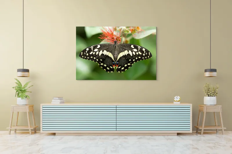 Tablou Canvas, "Fluturele contrastelor vii pe floare", Fluture, Aripi, Pestriț, Nectar, Natură, Delicatețe, Culori, Simetrie, 150 x 100 cm – poza 6