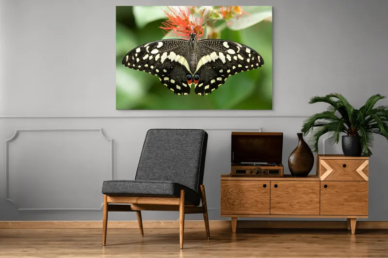 Tablou Canvas, "Fluturele contrastelor vii pe floare", Fluture, Aripi, Pestriț, Nectar, Natură, Delicatețe, Culori, Simetrie, 150 x 100 cm – poza 8
