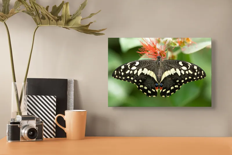 Tablou Canvas, "Fluturele contrastelor vii pe floare", Fluture, Aripi, Pestriț, Nectar, Natură, Delicatețe, Culori, Simetrie, 39 x 26 cm – poza 3