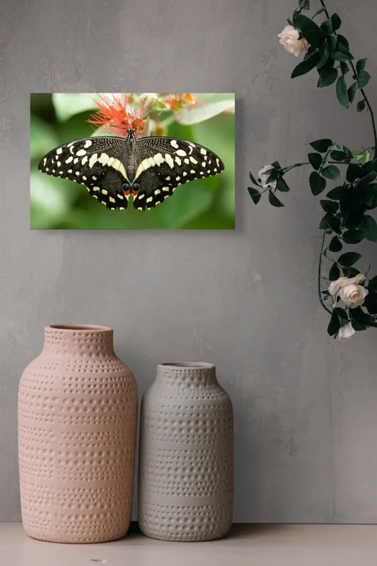 Tablou Canvas, "Fluturele contrastelor vii pe floare", Fluture, Aripi, Pestriț, Nectar, Natură, Delicatețe, Culori, Simetrie, 39 x 26 cm – poza 4