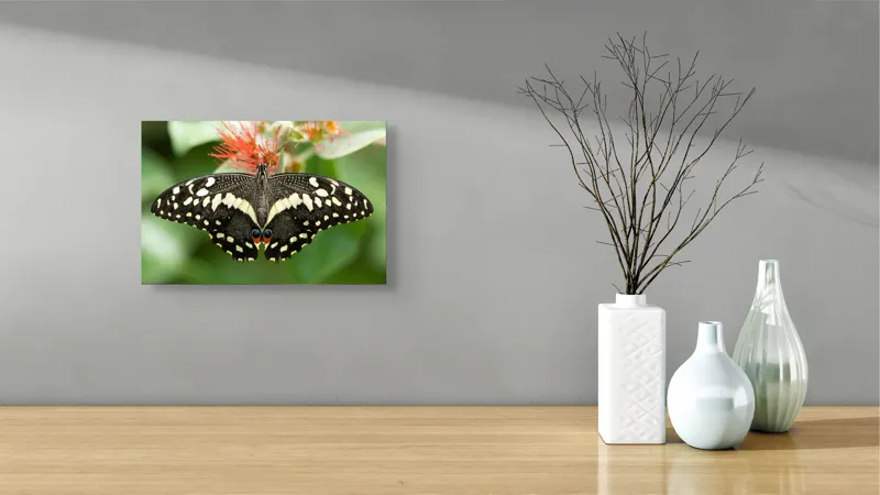Tablou Canvas, "Fluturele contrastelor vii pe floare", Fluture, Aripi, Pestriț, Nectar, Natură, Delicatețe, Culori, Simetrie, 39 x 26 cm – poza 8