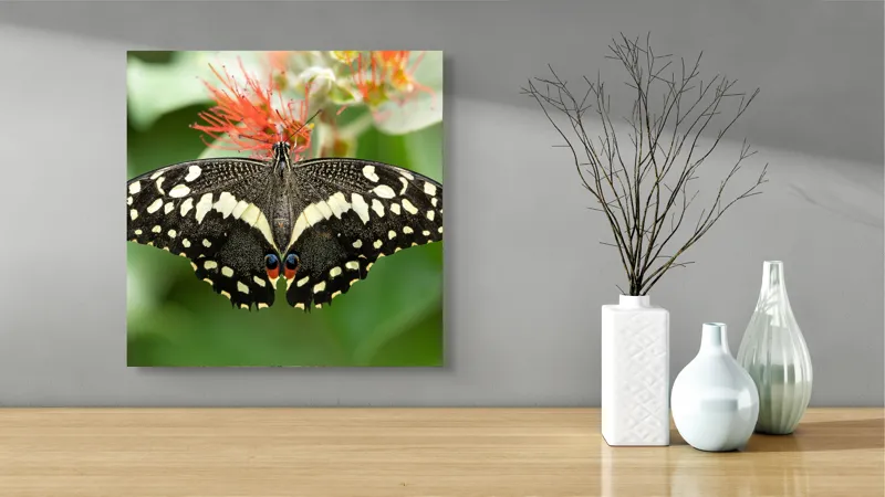 Tablou Canvas, "Fluturele contrastelor vii pe floare", Fluture, Aripi, Pestriț, Nectar, Natură, Delicatețe, Culori, Simetrie, 50 x 50 cm – poza 3