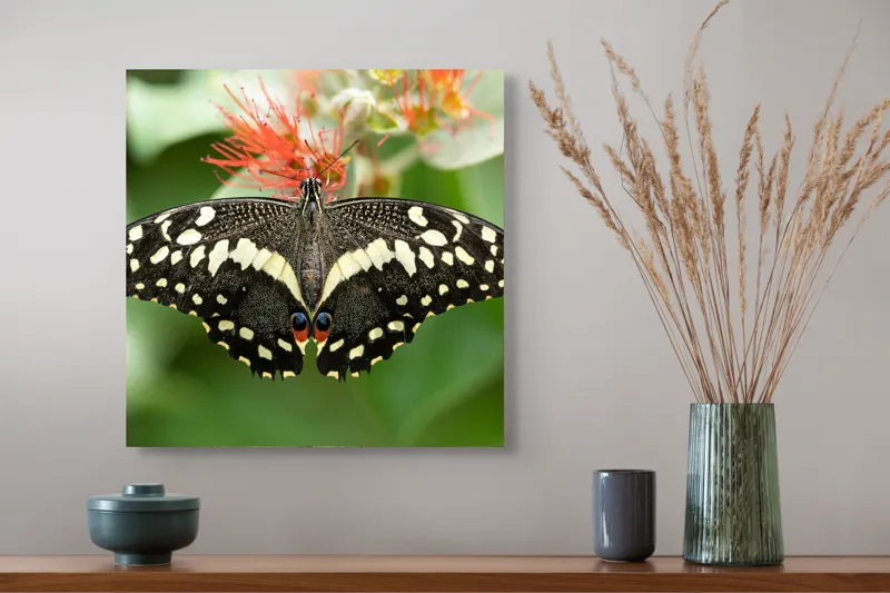 Tablou Canvas, "Fluturele contrastelor vii pe floare", Fluture, Aripi, Pestriț, Nectar, Natură, Delicatețe, Culori, Simetrie, 50 x 50 cm – poza 4