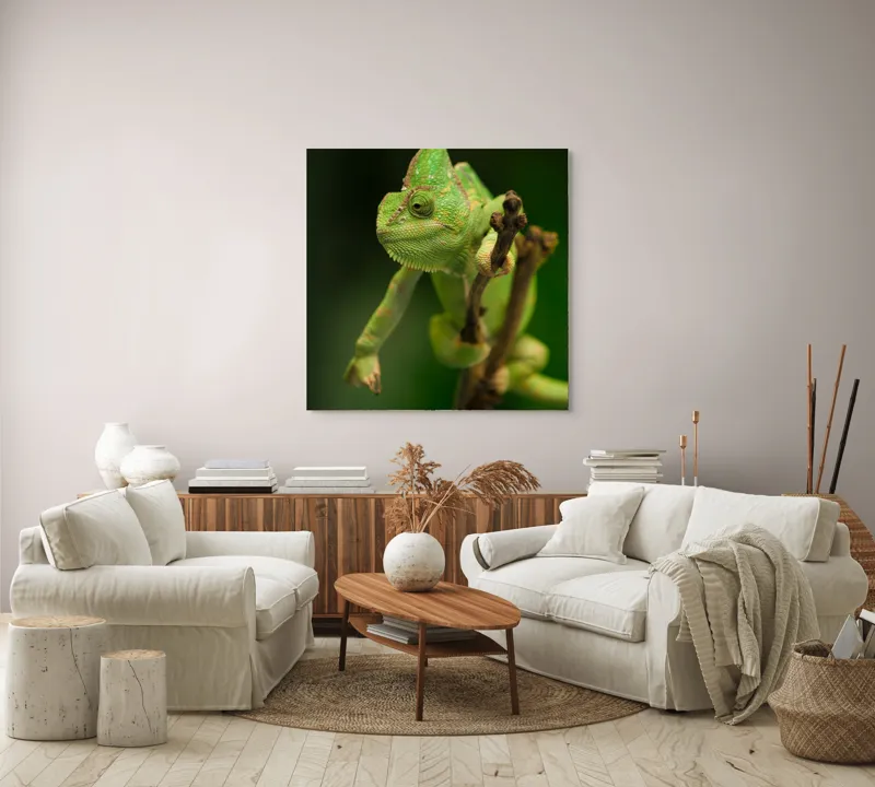 Tablou Canvas, "Cameleon odihnindu-se pe o ramură", Cameleon, Verde, Ramură, Natural, Privire, Textura, Echilibru, Detaliu, 100 x 100 cm – poza 3
