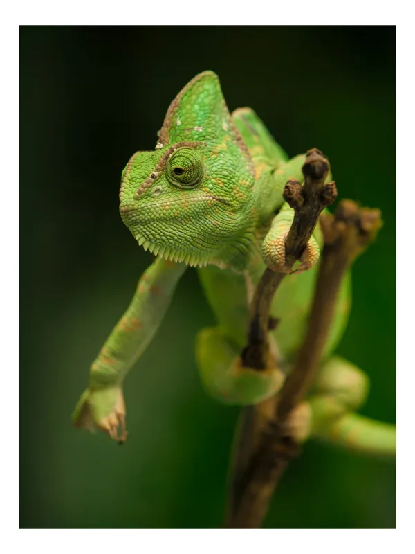 Tablou Canvas, "Cameleon odihnindu-se pe o ramură", Cameleon, Verde, Ramură, Natural, Privire, Textura, Echilibru, Detaliu, 39 x 54 cm
