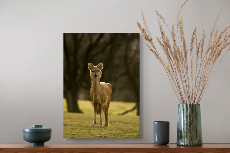 Tablou Canvas, "Căprioara în lumina pădurii toamna", Deer, Forest, Graceful, Alert, Serene, Nature, Peaceful, Woodland, 39 x 54 cm – poza 3