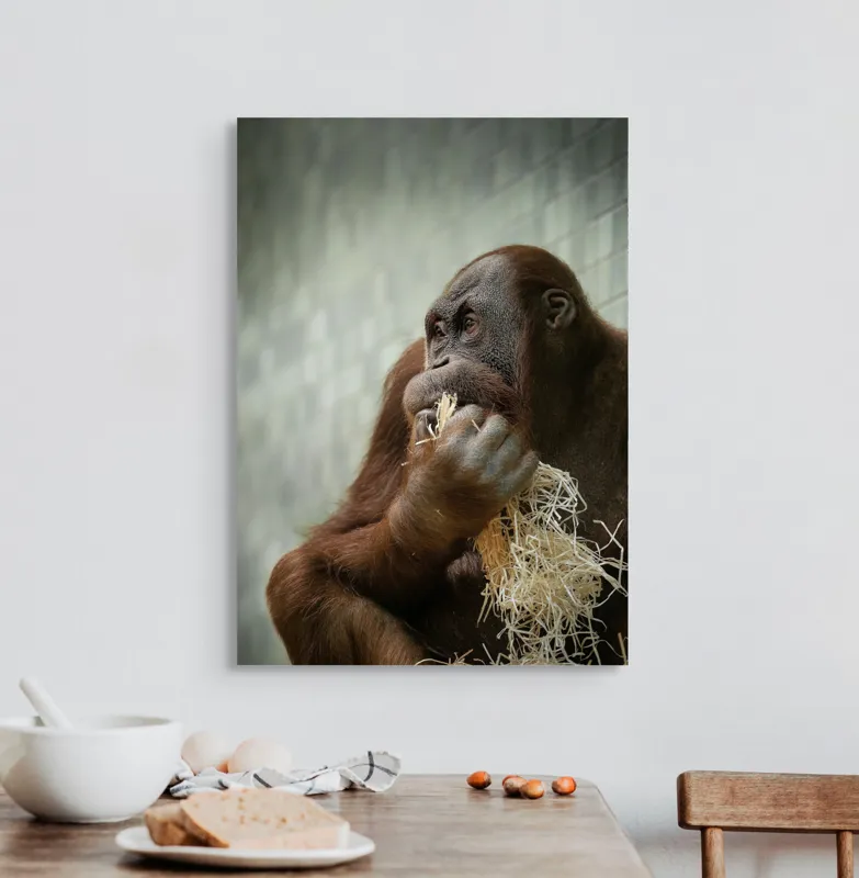 Tablou Canvas, "Contemplare în lumea primatelor", 50 x 70 cm – poza 3