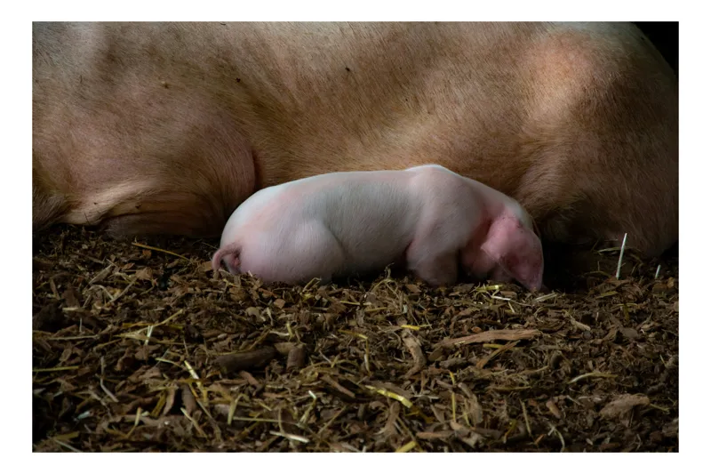 Tablou Canvas, "Puiul de porc adormit lângă mamă", Purceluș, Adăpost, Odihnă, Paie, Căldură, Natură, Maternitate., 50 x 50 cm