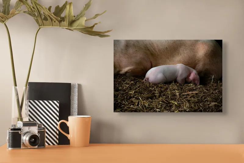Tablou Canvas, "Puiul de porc adormit lângă mamă", Purceluș, Adăpost, Odihnă, Paie, Căldură, Natură, Maternitate., 39 x 26 cm – poza 3