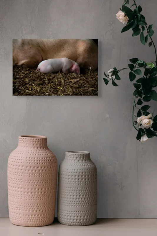 Tablou Canvas, "Puiul de porc adormit lângă mamă", Purceluș, Adăpost, Odihnă, Paie, Căldură, Natură, Maternitate., 39 x 26 cm – poza 4