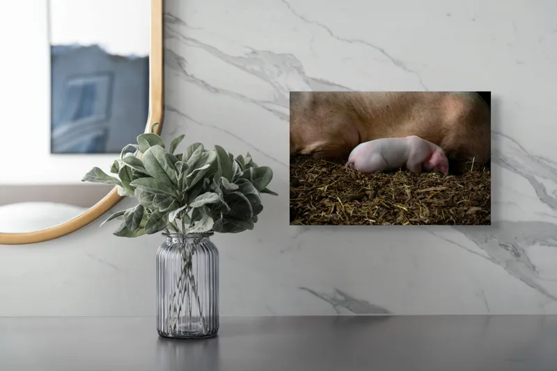 Tablou Canvas, "Puiul de porc adormit lângă mamă", Purceluș, Adăpost, Odihnă, Paie, Căldură, Natură, Maternitate., 39 x 26 cm – poza 5