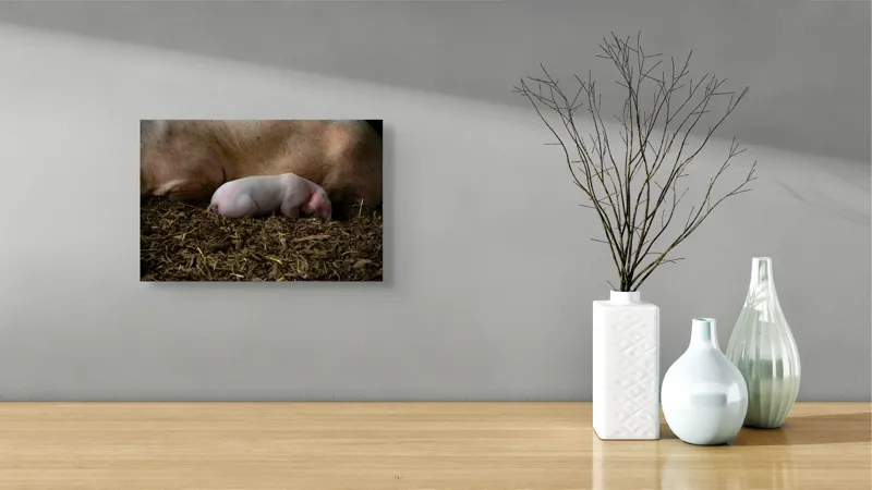 Tablou Canvas, "Puiul de porc adormit lângă mamă", Purceluș, Adăpost, Odihnă, Paie, Căldură, Natură, Maternitate., 39 x 26 cm – poza 8