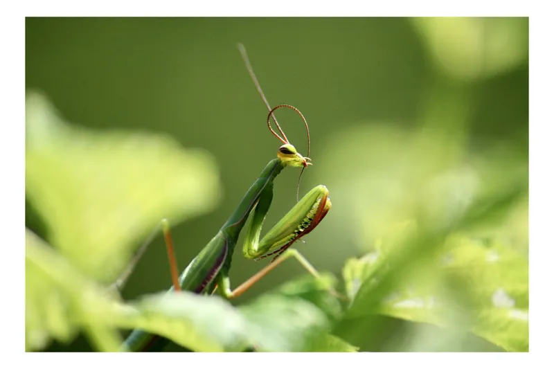 Tablou Canvas, "Mantis în verde vibrant natural", Mantis, Frunze, Verde, Natură, Antene, Gânditoare, Prădătoare, Camuflaj, Elegantă, Silențioasă, 100 x 70 cm