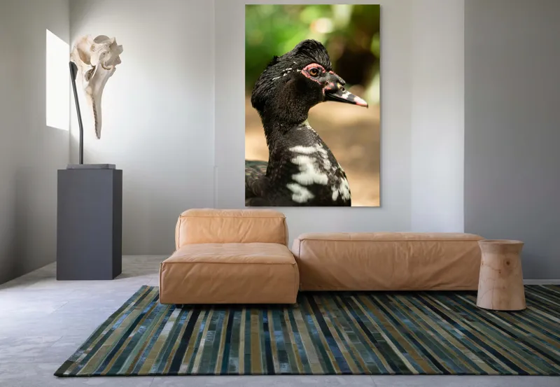 Tablou Canvas, "Penele elegante ale raței colorate", Pene, Cioc, Ochi, Verdeață, Detalii, Lumini, Texturi, Zvelt, Profil, 100 x 150 cm – poza 7