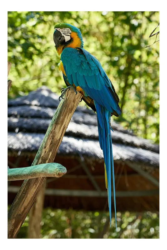 Tablou Canvas, "Papagal albastru în natură tropicală", Papagal, Albastru, Pene, Coada, Cioc, Lemn, Tufisuri, Acoperis, 26 x 39 cm