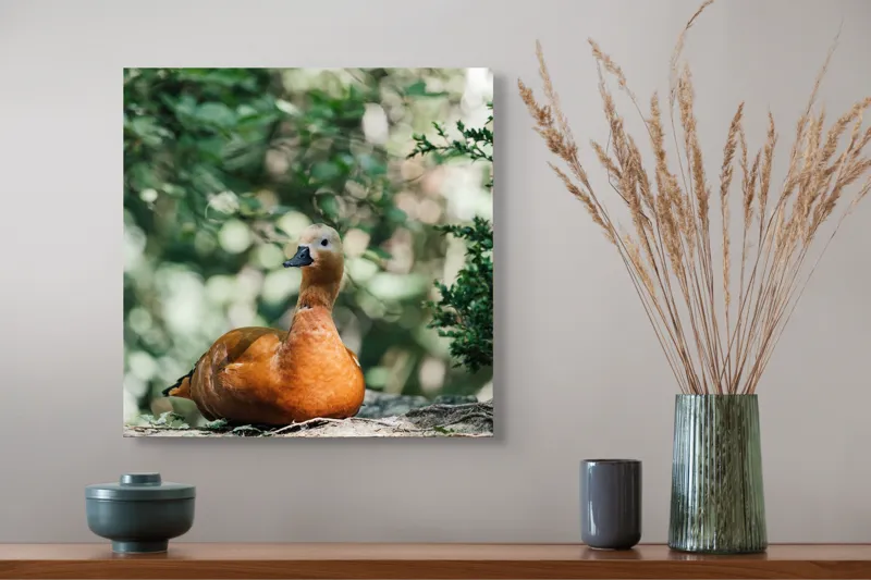 Tablou Canvas, "Rață roșcată odihnindu-se în pădure", 50 x 50 cm – poza 4