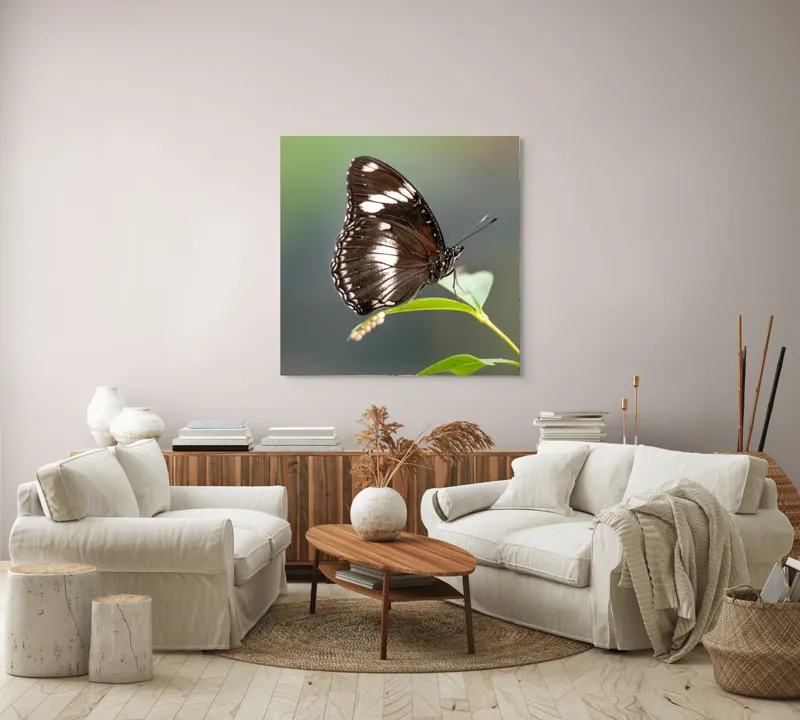 Tablou Canvas, "Fluture elegant pe frunză verde", Fluture, Aripi, Negru, Alb, Delicat, Frunză, Verde, Echilibru, Natură, Fragilitate, 100 x 100 cm – poza 3