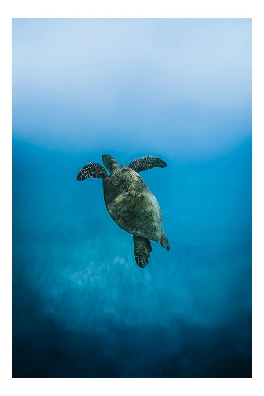 Tablou Canvas, "Turtle dansând în adâncuri albastre", Testoasă, Ocean, Albastru, Liniște, Majestuos, Natură, Subacvatic, Libertate, Grație, Splendoare, 26 x 39 cm
