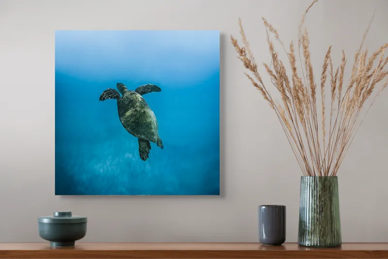 Tablou Canvas, "Turtle dansând în adâncuri albastre", Testoasă, Ocean, Albastru, Liniște, Majestuos, Natură, Subacvatic, Libertate, Grație, Splendoare, 50 x 50 cm – poza 4