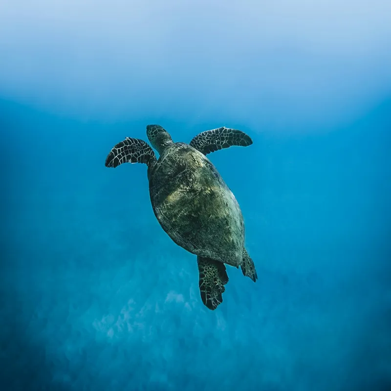 Tablou Canvas, "Turtle dansând în adâncuri albastre", Testoasă, Ocean, Albastru, Liniște, Majestuos, Natură, Subacvatic, Libertate, Grație, Splendoare, 50 x 50 cm – poza 2