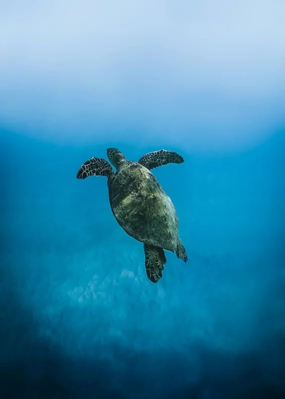 Tablou Canvas, "Turtle dansând în adâncuri albastre", Testoasă, Ocean, Albastru, Liniște, Majestuos, Natură, Subacvatic, Libertate, Grație, Splendoare, 50 x 70 cm – poza 2