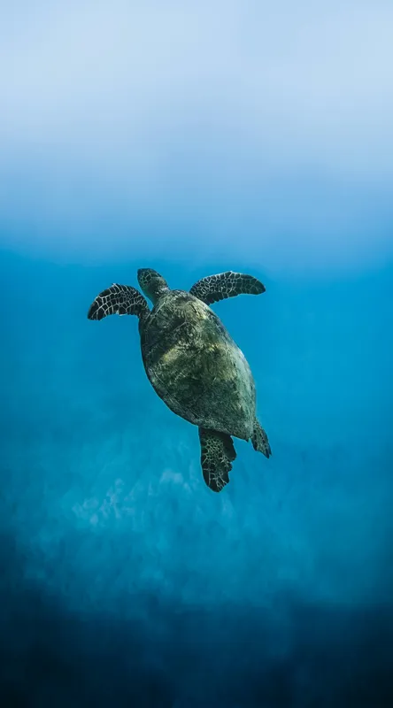 Tablou Canvas, "Turtle dansând în adâncuri albastre", Testoasă, Ocean, Albastru, Liniște, Majestuos, Natură, Subacvatic, Libertate, Grație, Splendoare, 50 x 90 cm – poza 2