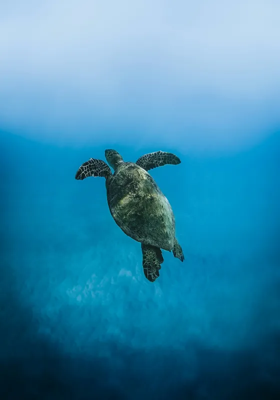 Tablou Canvas, "Turtle dansând în adâncuri albastre", Testoasă, Ocean, Albastru, Liniște, Majestuos, Natură, Subacvatic, Libertate, Grație, Splendoare, 70 x 100 cm – poza 2