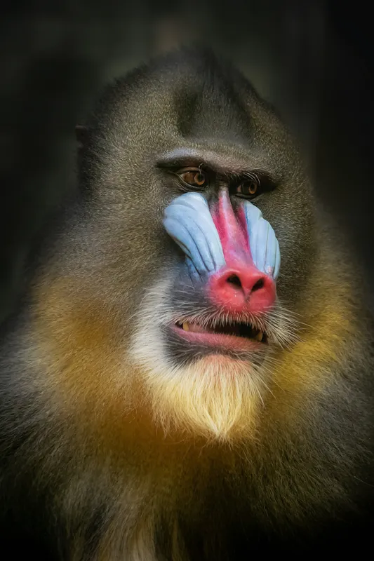 Tablou Canvas, "Mandrill în liniștea pădurii tropicale", Mandrilă, Frumos, Colorat, Impresionant, Regal, Atrăgător, Exotic, Majestuos, Intrigant, Intimidant, 100 x 150 cm – poza 2
