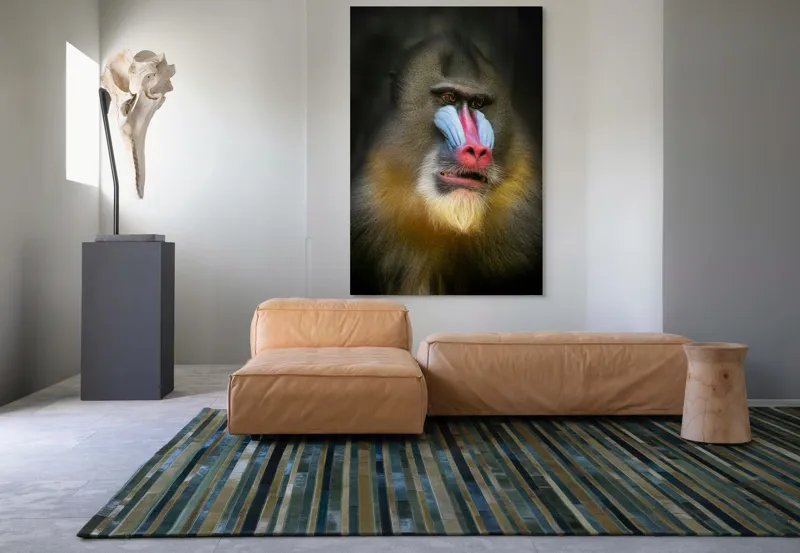 Tablou Canvas, "Mandrill în liniștea pădurii tropicale", Mandrilă, Frumos, Colorat, Impresionant, Regal, Atrăgător, Exotic, Majestuos, Intrigant, Intimidant, 100 x 150 cm – poza 7