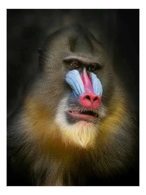 Tablou Canvas, "Mandrill în liniștea pădurii tropicale", Mandrilă, Frumos, Colorat, Impresionant, Regal, Atrăgător, Exotic, Majestuos, Intrigant, Intimidant, 26 x 39 cm