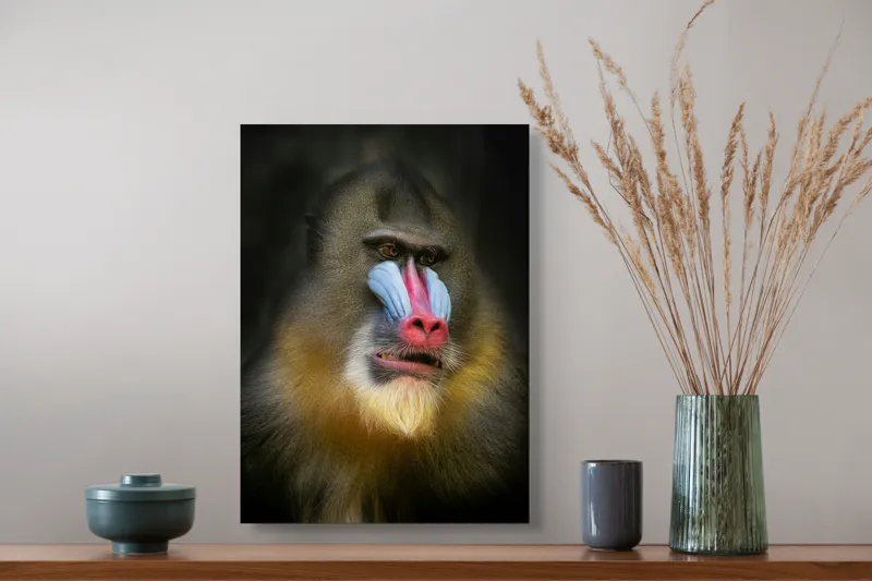 Tablou Canvas, "Mandrill în liniștea pădurii tropicale", Mandrilă, Frumos, Colorat, Impresionant, Regal, Atrăgător, Exotic, Majestuos, Intrigant, Intimidant, 39 x 54 cm – poza 3