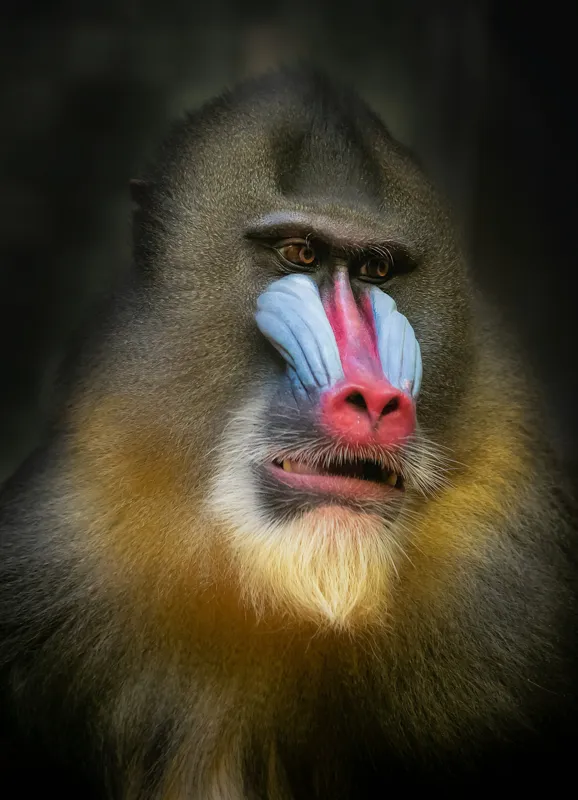 Tablou Canvas, "Mandrill în liniștea pădurii tropicale", Mandrilă, Frumos, Colorat, Impresionant, Regal, Atrăgător, Exotic, Majestuos, Intrigant, Intimidant, 39 x 54 cm – poza 2