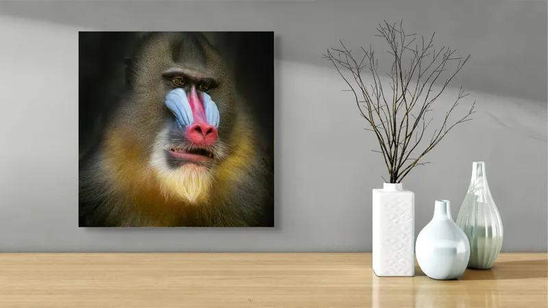 Tablou Canvas, "Mandrill în liniștea pădurii tropicale", Mandrilă, Frumos, Colorat, Impresionant, Regal, Atrăgător, Exotic, Majestuos, Intrigant, Intimidant, 50 x 50 cm – poza 3