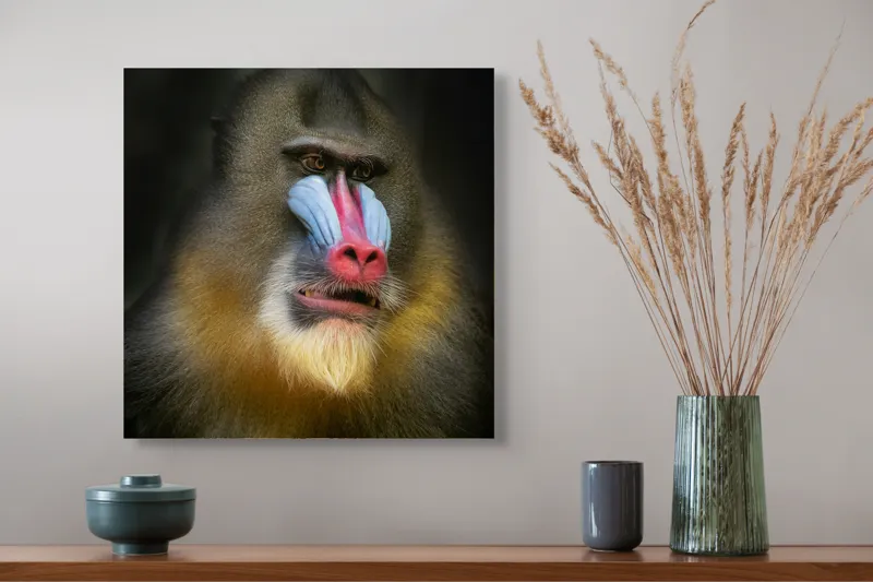 Tablou Canvas, "Mandrill în liniștea pădurii tropicale", Mandrilă, Frumos, Colorat, Impresionant, Regal, Atrăgător, Exotic, Majestuos, Intrigant, Intimidant, 50 x 50 cm – poza 4