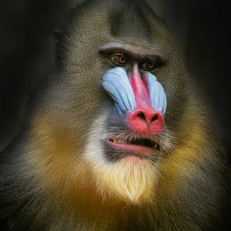 Tablou Canvas, "Mandrill în liniștea pădurii tropicale", Mandrilă, Frumos, Colorat, Impresionant, Regal, Atrăgător, Exotic, Majestuos, Intrigant, Intimidant, 50 x 50 cm – poza 2