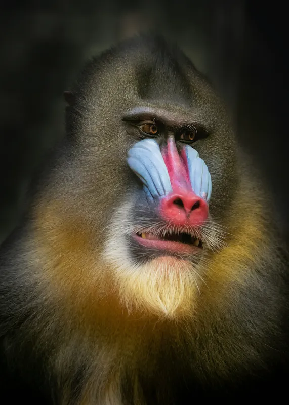 Tablou Canvas, "Mandrill în liniștea pădurii tropicale", Mandrilă, Frumos, Colorat, Impresionant, Regal, Atrăgător, Exotic, Majestuos, Intrigant, Intimidant, 50 x 70 cm – poza 2