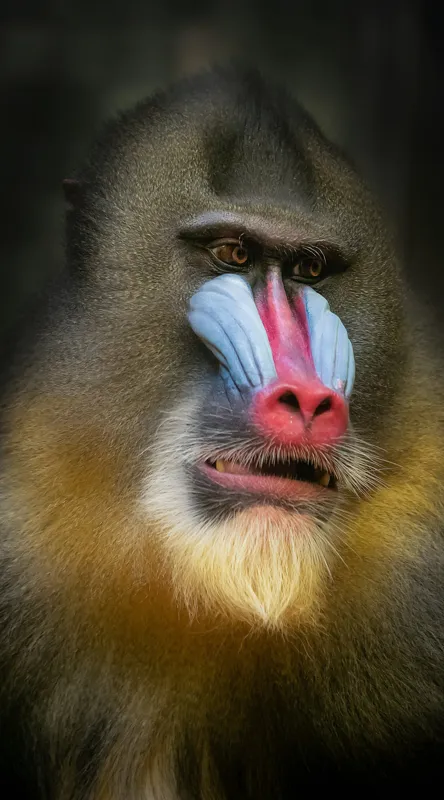 Tablou Canvas, "Mandrill în liniștea pădurii tropicale", Mandrilă, Frumos, Colorat, Impresionant, Regal, Atrăgător, Exotic, Majestuos, Intrigant, Intimidant, 50 x 90 cm – poza 2