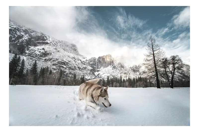 Tablou Canvas, "Husky explorând peisajul montan de iarnă", Munți, Zăpadă, Husky, Norii, Iarnă, Peisaj, Arbori, Cer, Aventură, Frig., 100 x 100 cm