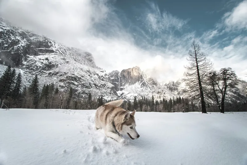 Tablou Canvas, "Husky explorând peisajul montan de iarnă", Munți, Zăpadă, Husky, Norii, Iarnă, Peisaj, Arbori, Cer, Aventură, Frig., 39 x 26 cm – poza 2