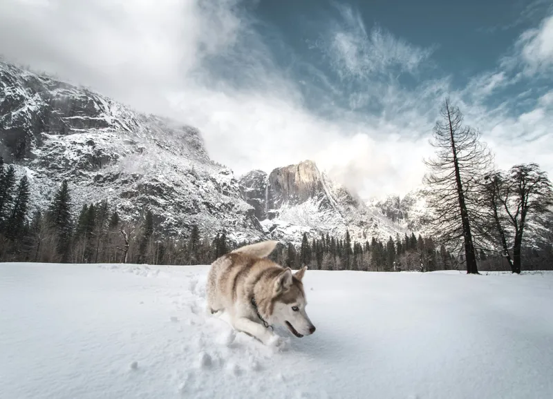 Tablou Canvas, "Husky explorând peisajul montan de iarnă", Munți, Zăpadă, Husky, Norii, Iarnă, Peisaj, Arbori, Cer, Aventură, Frig., 54 x 39 cm – poza 2