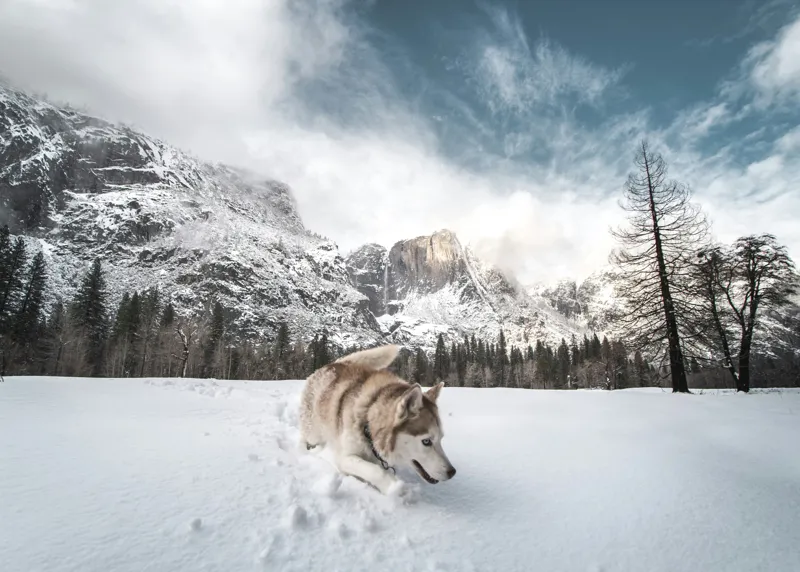 Tablou Canvas, "Husky explorând peisajul montan de iarnă", Munți, Zăpadă, Husky, Norii, Iarnă, Peisaj, Arbori, Cer, Aventură, Frig., 70 x 50 cm – poza 2